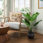 25  Banana Leaf Plant - Threshold