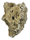 Soft-body Invertebrate Fossil   360   In   the   round Specimen   3d Relief   Medium