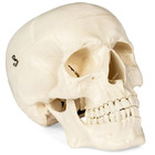 Medical Anatomical Skull Model - 1 1 Life Size Replica Anatomy Adult Human Head