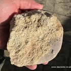 Clypeus Ploti     British Jurassic Echinoid   Fossil Sea Urchin