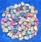 1 2 Pound Of Dyed Star Limpet Sea Shells  Beach Decor Craft Tropical Nautical