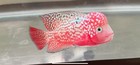 Full Red Kamfa F1 3 5 Inches Strong Body      White Eyes Flowerhorn Pnpv 02