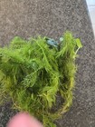 Moss Fern Live For Freshwater Fish Tank