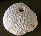 Vintage Antique Authentic 2 Specimens Sea Coral Natural Estate Find Nautical
