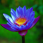 Nymphaea King Blue Hardy Water Lily Rhizome Live Aquarium Plant Buy2get1free    