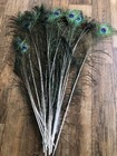 20 Peacock Feathers 19-30   long Blue Green Peafowl Bird Feather  small Farms