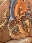 47  Anatomical Torso   d Poster Deutsches Hygiene Museum Dresden Germany 2006