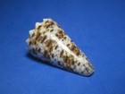 Conus Imperialis Linnaeus  1758  hawaiian Islands     43 5mm 