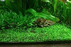 Live Plant Marsilea Hirsuta Small Cut For Freshwater Aquarium Planted Tanks