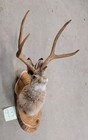 New Jackalope Mount taxidermy deer Mount antlers craft hunting art fishing gift
