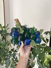 Vintage Mcm Mid Century Modern Blue And Green Vintage Lucite Grapes Decor