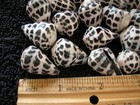 Set Of 20 Hebrew Cone Seashells Conus Ebraeus 1  To 1 1 4  Long Polished Shells