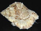 Bufonaria Thersites  Large Gem   40 25mm-with Operc 