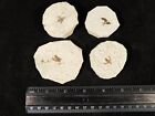 Lot Of Four  Fifty Million Year Old  Winged Insect Fossils From Wyoming 161gr