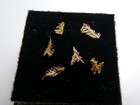   native Gold Ferns X6 - Hope s Nose  Devon  England 4mm To 6mm