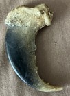 Animal   s Claw - May Be Badger  Fox  Coyote Claw