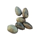 200   Utah Pinyon Pine Tree Seeds - Extremely Shaded Tree      