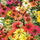 1000 Coneflower Seeds For Planting - Echinacea Seeds Perennial Bloom Flowers