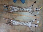 Tanned Bobcat Pelt With Feet  Claws Winter Fur  Good Leather  Nice Color 