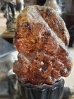 Amber  Resin  Scorpion  Inclusion  Rare  