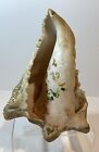 Antique Carved Seashell Conch Folk Art Sailor Souvenir 1800s Porcelain Boy Horn