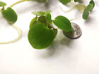 Amazon Frogbit Live Floating Aquarium Aquatic Plant Pond Snail   Duckweed Free 