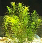  B2g1 Rotala Nanjenshan Bundle Stem Freshwater Live Aquarium Plant Planted Tank