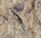 Rare   Unknown Strange Oldest Silurian Land Plant With Sporangium And Thorns  