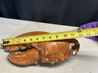 Huge Vintage 11 5    North Atlantic Lobster Claw Taxidermy Nautical Ocean Shell