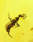 Burmese Fossil Burmite Cretaceous Amber Rare Bee Insect Fossil Amber Myanmar