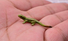 Lovely Antique Austrian Vienna Cold Painted Bronze Figure Green Lizard