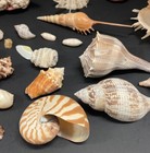 39 Vintage Shell   Coral Lot Florida Mexico