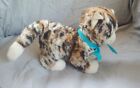 Vintage Steiff Stuffed Calico Cat Mizzi Yellow Tag Button Green Eyes