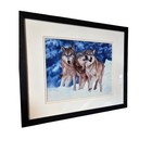 Timber Wolf Trio Playing In Snow  Montana Framed Art Print By Tim Fitzharris