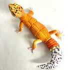    used    Bandai Gashapon Leopard Gecko Action Figure Advance Tangerine 165mm 2021