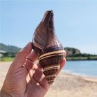 Large Spiral Melongena Seashell Conch Shell Rare Real Beach Home Deco 4 5-5 5 