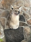 Coyote Taxidermy Shoulder Mount Cabin Camp Man Cave Home Office Den Decor New 