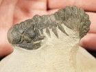 400 Million Year Old Crotalocephalina Trilobite Fossil 100  Natural 225gr