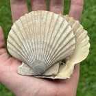 Pristine  3 25  Pairedfossil Scallop Seashell Chesapecten Va Megalodon Era Beach