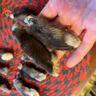 Genuine Rabbits Foot 12 Dark Real Rabbit Feet A Dozen Natural Keychains Luck