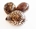 6 Large Tiger Cowrie Shell  cypraea Tigris  3    Craft Beach Decor Nautical Arts