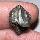 Gem Triceratops Or Torosaurus Fossil Ceratopsian Dinosaur Tooth  66 Inches 