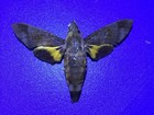 Mpsp 18  Sphingidae   A  a-  Sale  Butterflies  Moths