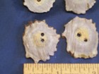 12 Hand Crafted Authentic Deer Antler Buttons 