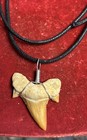 Shark Tooth Pendant Fossilized Shark Teeth Wire Wrapped Pendant For Necklace
