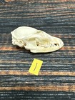 Real Grey Fox Unique Animal Mount Halloween Skull Art Craft Mountain Man Canine