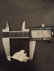   rare    bequaert   s Murex Pteropurpura Bequaerti 41 40mm