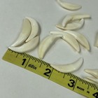 Lot Of 20 Real Coyote Fangs Molars Teeth Taxidermy Art Weird Odd Unqiue   2188