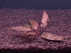 Cryptocoryne Wendetii Red - Live Aquatic Plants - Fish Tank Plants