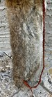 Native American Coyote Fur Quiver W  Wood Arrows  Basket  Tomahawk  Stick